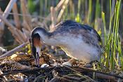 Fuut (Podiceps cristatus) 4-2017 7448